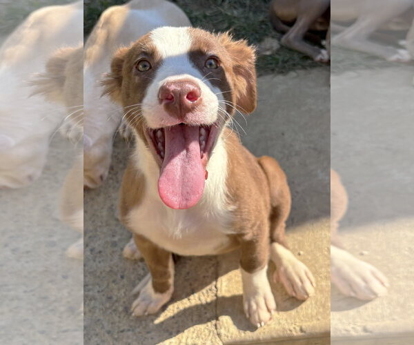 Medium Photo #1 American Pit Bull Terrier-Unknown Mix Puppy For Sale in Wetumpka, AL, USA