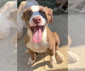 American Pit Bull Terrier-Unknown Mix Dogs for adoption in Wetumpka, AL, USA