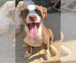261487  Orange Blossom - Female American Pit Bull Terrier-Unknown Mix Dog for Adoption - Small photo