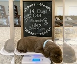 Small Photo #3 Labrador Retriever Puppy For Sale in LAKE ELSINORE, CA, USA