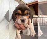 Small #8 Beagle