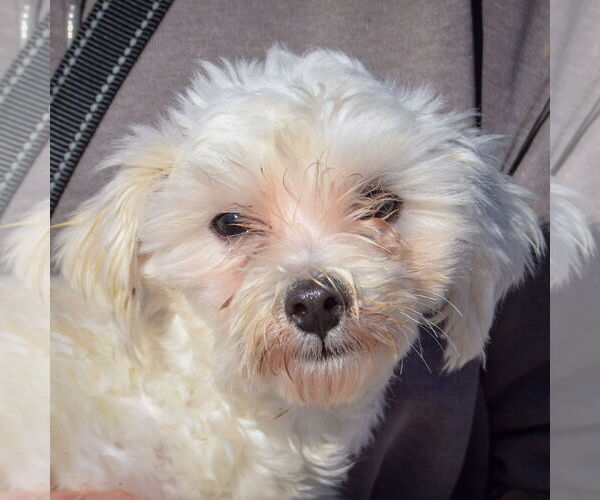 Medium Photo #6 Maltese-Unknown Mix Puppy For Sale in Huntley, IL, USA