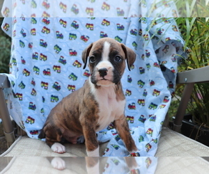 Boxer Puppy for sale in SHILOH, OH, USA
