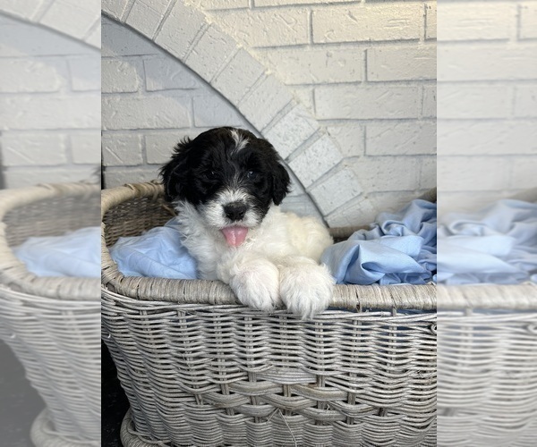 Medium Photo #1 Aussiedoodle Puppy For Sale in LA CRESCENT, MN, USA