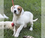 Small #1 Beagle