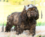 Small Photo #36 Cocker Spaniel Puppy For Sale in WARSAW, IN, USA