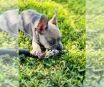 Small #6 French Bulldog
