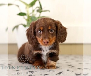 Dachshund Puppy for sale in HONEY BROOK, PA, USA