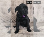 Small #9 Cane Corso