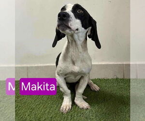 Basset Hound Dogs for adoption in Mukwonago, WI, USA