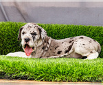 Small #7 Great Dane