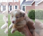 Small #10 Miniature Australian Shepherd