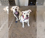 Small #7 Labrador Retriever Mix
