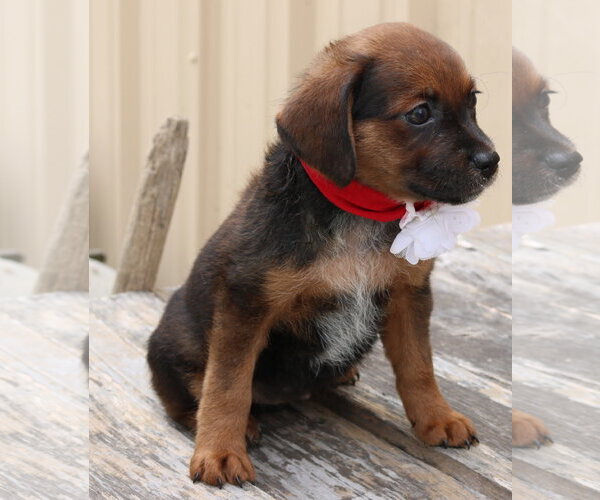 Medium Photo #3 Australian Shepherd Puppy For Sale in Bandera, TX, USA