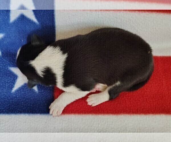 Medium Photo #80 Border Collie Puppy For Sale in NORBORNE, MO, USA