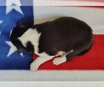Small Photo #80 Border Collie Puppy For Sale in NORBORNE, MO, USA