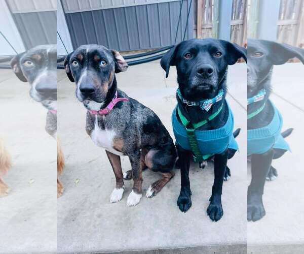 Medium Photo #6 Catahoula Leopard Dog-Unknown Mix Puppy For Sale in Coralville, IA, USA
