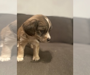 Chiweenie Puppy for sale in KNIGHTDALE, NC, USA