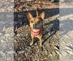Small #4 Boston Terrier Mix
