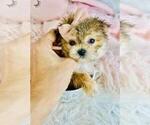 Small #10 Maltese
