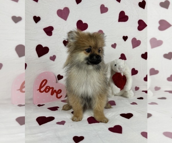 Medium Photo #1 Pomeranian Puppy For Sale in GREENFIELD, IN, USA
