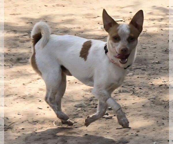 Medium Photo #1 American Rat Pinscher Puppy For Sale in Peralta, NM, USA