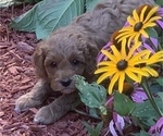 Small Photo #4 Cavapoo Puppy For Sale in GOSHEN, IN, USA