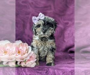 Cock-A-Poo Puppy for sale in STEVENS, PA, USA