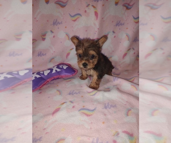 Medium Photo #19 Yorkshire Terrier Puppy For Sale in LAPEER, MI, USA