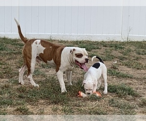 Father of the American Bulldog puppies born on 06/29/2019