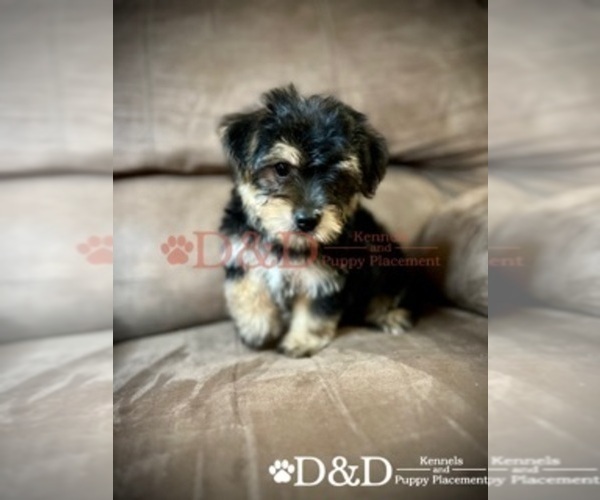 Medium Photo #2 Shorkie Tzu Puppy For Sale in RIPLEY, MS, USA