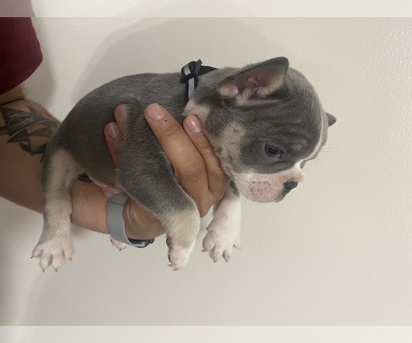 Medium Photo #5 French Bulldog Puppy For Sale in FRASER, MI, USA