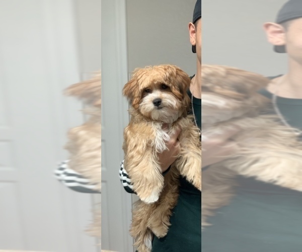 Medium Photo #1 Pomeranian-Yo-Chon Mix Puppy For Sale in LAS VEGAS, NV, USA