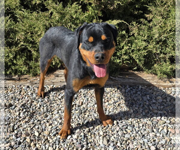 Medium Photo #3 Rottweiler Puppy For Sale in Albuquerque, NM, USA