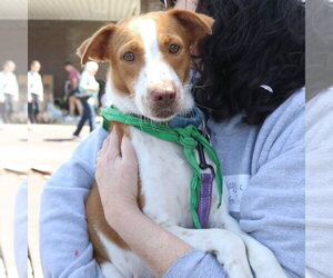 Labbe Dogs for adoption in Washington, DC, USA