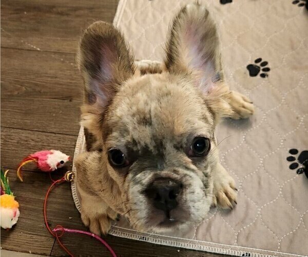 Medium Photo #5 French Bulldog Puppy For Sale in NEW YORK, NY, USA