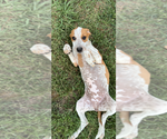 Small #2 Mutt