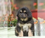 Puppy 2 Tibetan Mastiff