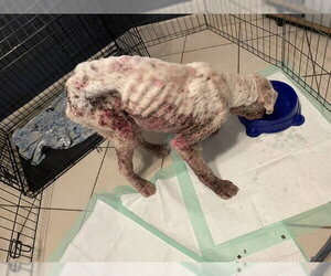 HEWITT - Male Boxer Dog for Adoption - Photo #11