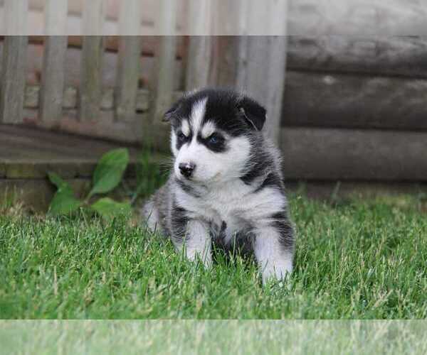 Medium Photo #1 Siberian Husky Puppy For Sale in BENSON, IL, USA