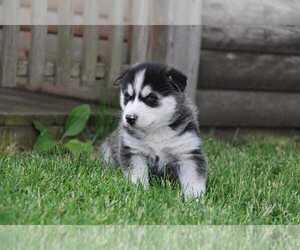 Siberian Husky Puppy for Sale in BENSON, Illinois USA