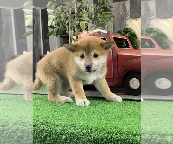 Medium Photo #3 Shiba Inu Puppy For Sale in CANOGA, NY, USA