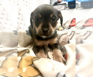 Chihuahua-Unknown Mix Dogs for adoption in Princeton, MN, USA