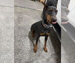 Small Photo #4 Doberman Pinscher Puppy For Sale in Buffalo, MN, USA