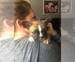 Small Photo #1 French Bulldog Puppy For Sale in SPARKS, NV, USA