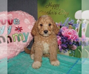 Goldendoodle-Poodle (Miniature) Mix Puppy for sale in FORT PLAIN, NY, USA