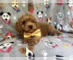 Small #6 Cavapoo