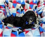 Small Photo #5 Bernedoodle (Miniature) Puppy For Sale in RISING SUN, MD, USA