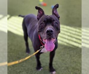 Mutt Dogs for adoption in Las Vegas, NV, USA