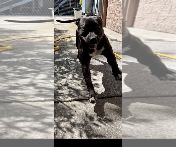 Medium Photo #26 Mutt Puppy For Sale in Pompano Beach , FL, USA
